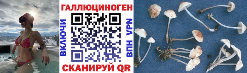 Галлюциногенные грибы Cubensis  купить закладку  Куйбышев 